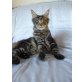 Beijo, Maine Coon - Kater