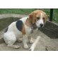 Bela, Beagle Welpen - Hündin