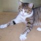Bela, Europäische Kurzhaarkatze - Katze
