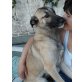 Belga, wunderschöner Malinois Mix - Hündin