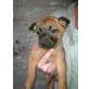 Belgische Schäferhunde ( Malinos ), Belgische Schäferhunde  Welpen - Rüde