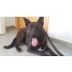 Belgischer Schäferhund-Mix, Bimbo, geb. 01.12.2010, ca. 50 cm - Rüde