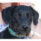 Beli, Dobermann Mix - Hündin