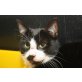 Belial, Europäische Kurzhaarkatze - Kater