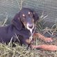 Belina, Labrador Welpen - Hündin
