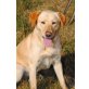 Belinda, Labrador Retriever - Hündin