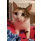 Belinda, Pflegestelle in Plankstadt - Katze