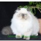 Belinda vom Rubinenwäldchen, Perser Colourpoint - Katze