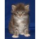 Belisha, Maine Coon - Katze