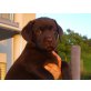 Belissa, Labrador Retriever Welpen - Hündin