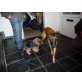 Bell, Malinois - Hündin