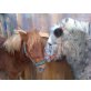 Bell, Shetland Pony - Stute