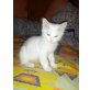 Bell und Bella, Mischling - Kater