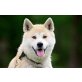 Bella, Akita Inu  - Hündin