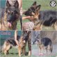 Bella, Altdeutsche Schäferhunde - Hündin