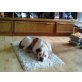 Bella, American Bulldog Welpen - Hündin