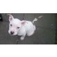 Bella, Amerikanischer Staffordshire-Terrier Welpen - Hündin