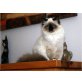 Bella Baluba, Heilige Birma - Katze