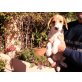 Bella, Beaglemischling Welpen - Hündin