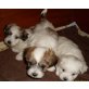 Bella,Becky,Bilbo, Havaneser Welpen - Hündin