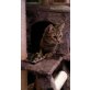Bella, Bella die kleine Diva sucht liebe Menschen - Katze