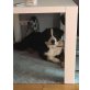 Bella, Berner Sennenhund - Hündin