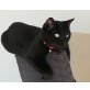 Bella, Black katze - Katze