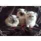 Bella, Bluemoon, Bounty, Perser Colourpoint - Katze