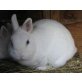 Bella & Bobby, Zwergkaninchen