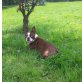 Bella, Boston Terrier - Hündin