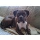 Bella, Boxer - Hündin
