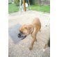 Bella, Boxer - Hündin