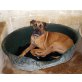 Bella, Boxer Mix - Hündin