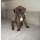 Bella, Boxer Welpen - Hündin