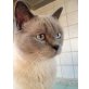 Bella, Britisch Kurzhaarkatze - Katze