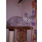 Bella, Britisch Kurzhaarkatze - Katze
