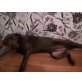 Bella, Cane Corso - Hündin