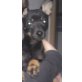 Bella, Chihuahua-Zwergpinscher - Hündin