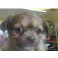 Bella, Chihuahua langhaariger Schlag - Hündin