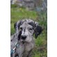 Bella, Deutsche Dogge Welpen - Hündin