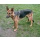 Bella, Deutscher Schäferhund Brauner langhaariger Schlag - Hündin