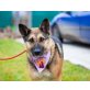 Bella, Deutscher Schäferhund - Hündin