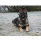 Bella, Deutscher Schäferhund - Hündin