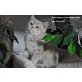 Bella-Donna, Britisch Kurzhaarkatze - Katze