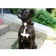 Bella, Englische Bulldogge Boxer Mix  - Hündin