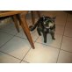 Bella, Europäische Kurzhaarkatze - Katze