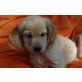 Bella, Golden Retriever, Spaniel und Spitz Welpen - Hündin