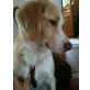 Bella, Goldenretriever - Hündin