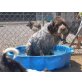 Bella, Griffon-Korthals-Mix - Hündin