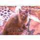 Bella, Hauskatze - Katze
